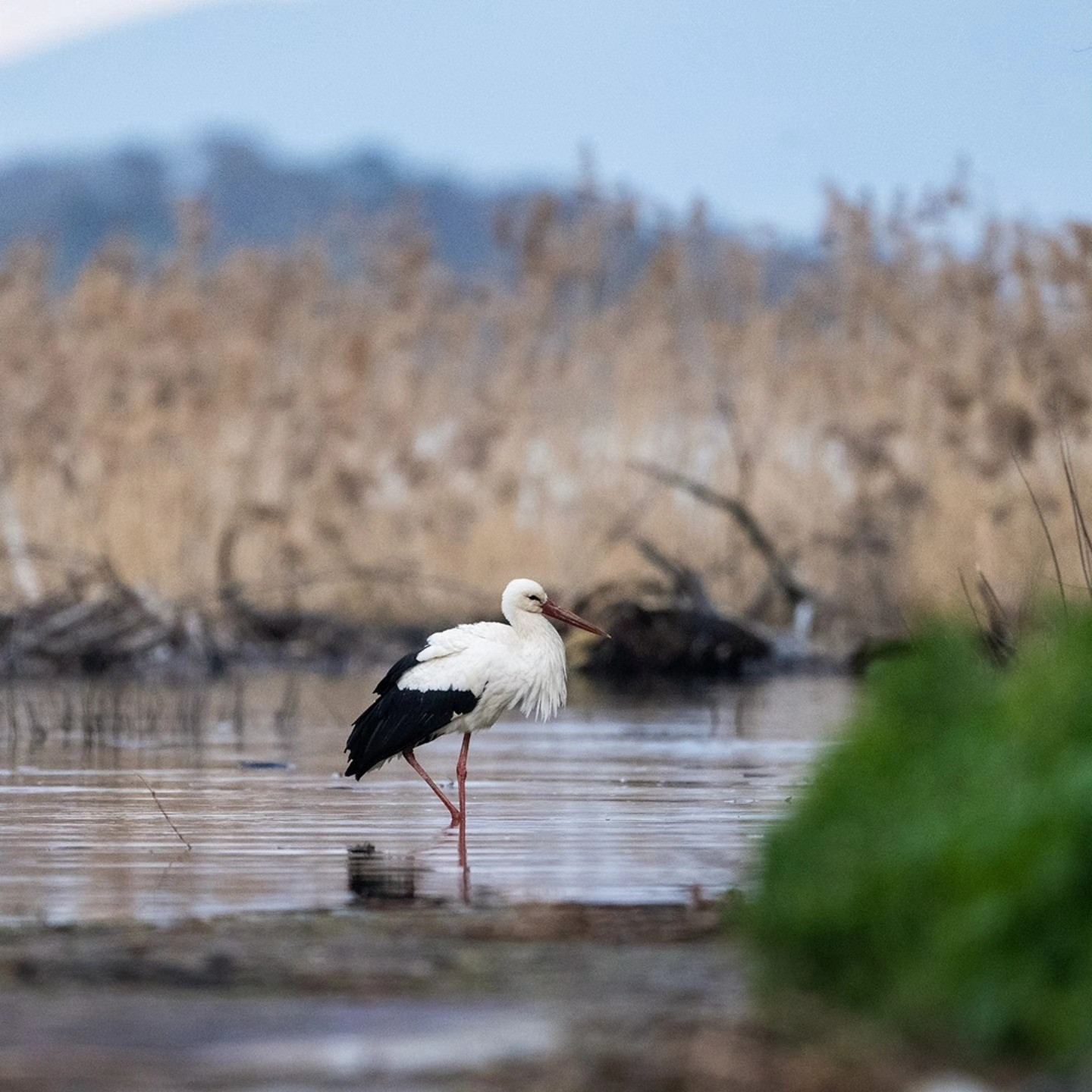 15 yıllık vefa! Yaren Leylek yine geldi: İlk durağı değişmedi.