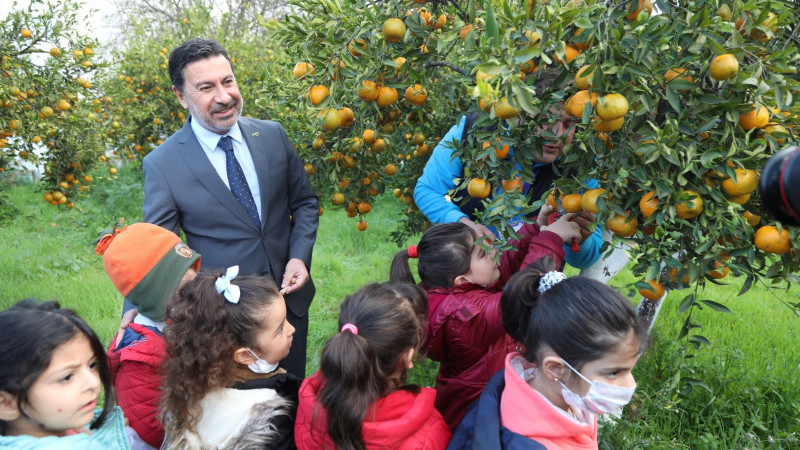 BODRUM BELEDİYE BAŞKANI AHMET ARAS, ÖĞRENCİLERLE MANDALİNA HASADI YAPTI