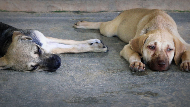 Belediye Başkanı köpekleri öldürmezse hapse girecek