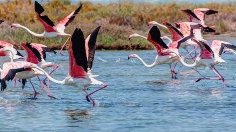 Bafa Gölü canlandı; flamingolar görsel şölen yaşatıyor