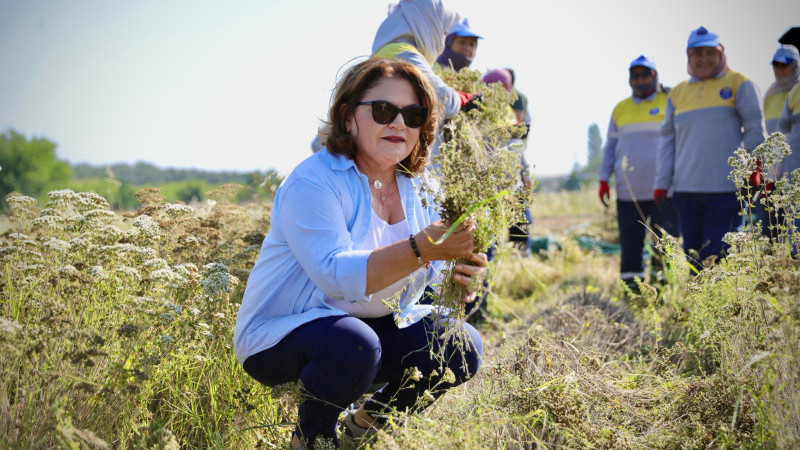 Belediye Başkanı Hatice Gençay kekik hasadı yaptı