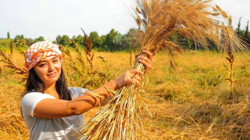 Ata Ekmeği ve Armola Şenliği, Seferihisar Ulamış’ta 
