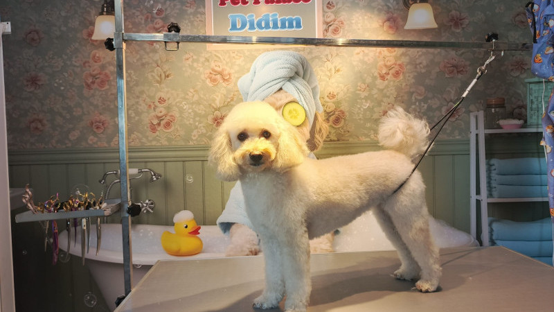 Pet Palace'a giren köpekler manken gibi çıkıyor