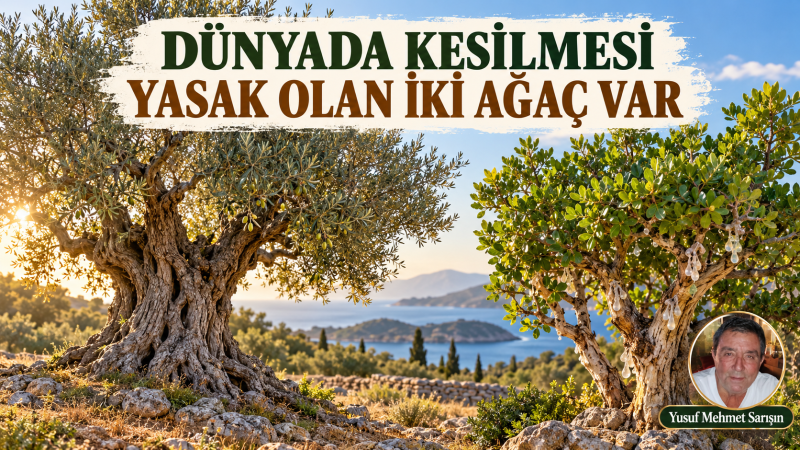 Dünyada kesilmesi yasak olan iki ağaç var